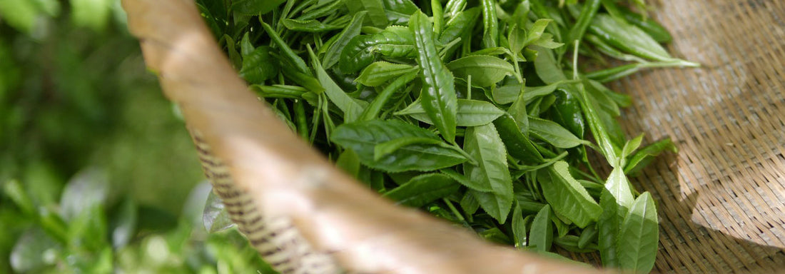 aroma matcha thé vert poudre vertus bénéfices bienfaits différence matcha infusion tisane théine caféine