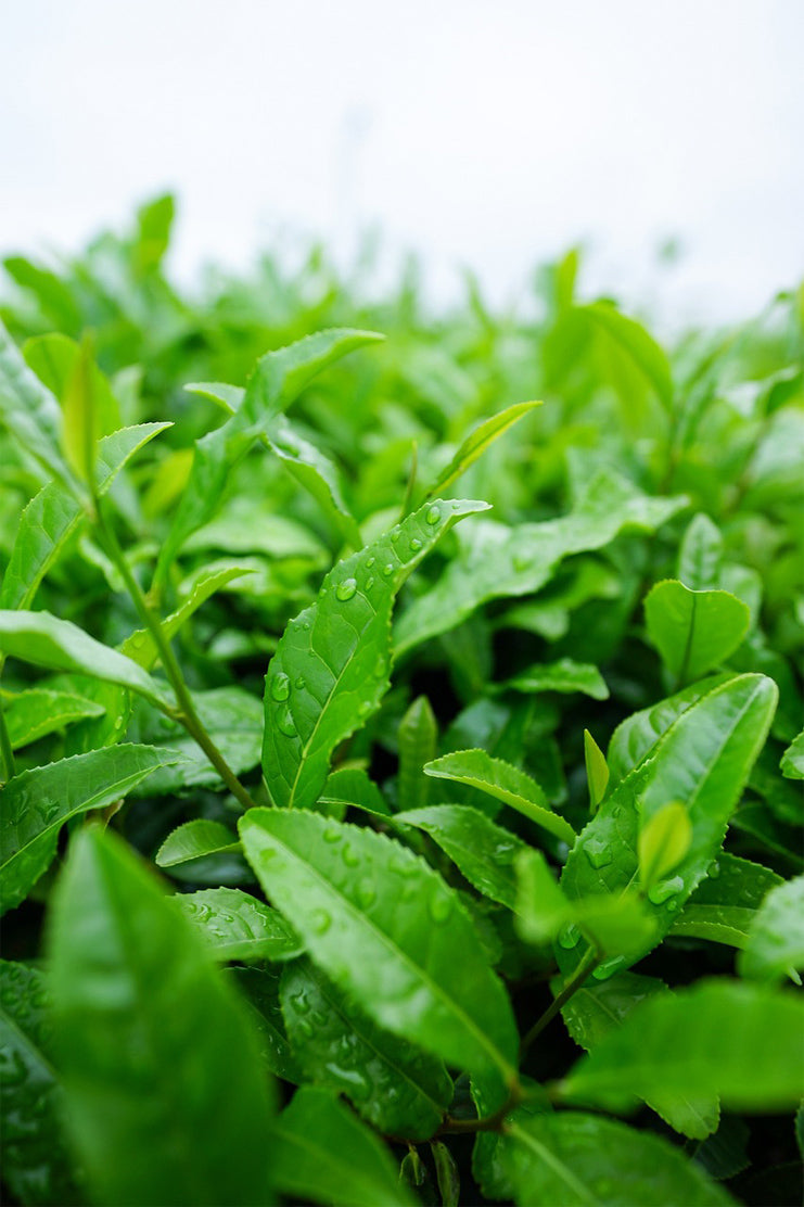 Feuille_the_matcha_japonais_-_Aroma_Matcha
