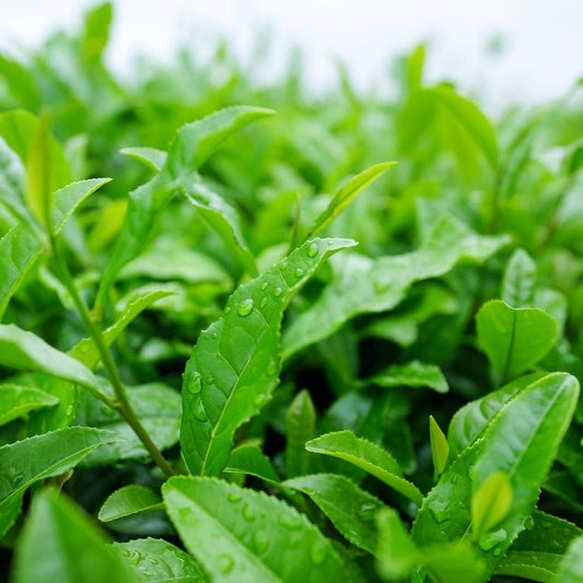 AROMA MATCHA FEUILLE THE VERT THEIER JAPON