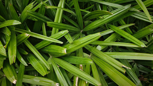 Qu’est-ce que le pandan ? Le nouvel ingrédient tendance venu d’Asie